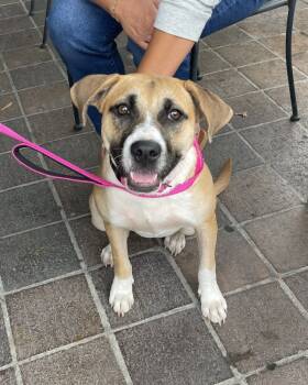 Rescue American Staffordshire Terrier and Labrador Retriever Dogs for Adoption in Brewster, New York - Lisa (Cherry Litter) | PetCurious