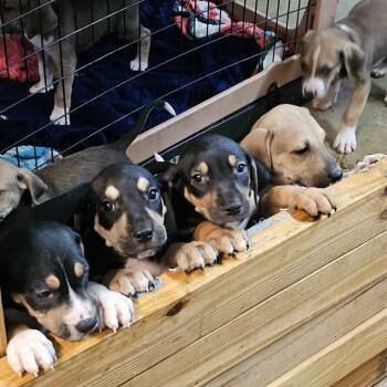 Hound Dogs Available for Adoption in Melrose, Florida - Chase | PetCurious
