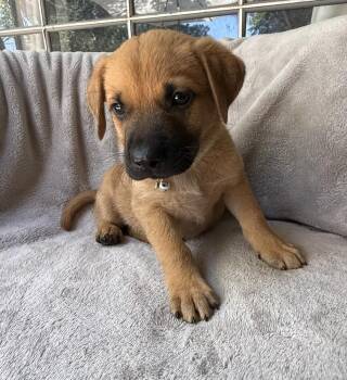 Blueberry -  Golden Retriever and Mixed Breed Dog for Adoption in Warr Acres, Oklahoma - Blueberry | PetCurious