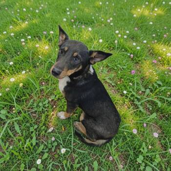 Mixed Breed Dogs Available for Adoption - Phonics | PetCurious