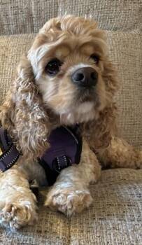 Rescue Cocker Spaniel Dogs for Adoption in Parker, Colorado - Sofi C 25099 | PetCurious