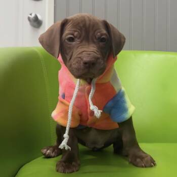 Pudding -  Pit Bull Terrier Dog for Adoption in Naperville, Illinois - Pudding | PetCurious