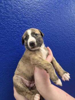 Happy -  Dutch Shepherd and Mixed Breed Dog for Adoption in Morton Grove, Illinois - Happy | PetCurious