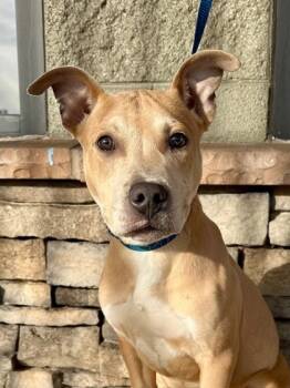 Rescue Pit Bull Terrier and Mixed Breed Dogs for Adoption in Yakima, Washington - Scrappy | PetCurious