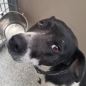 Patricia -  Australian Cattle Dog Blue Heeler and Mixed Breed Dog Available for Adoption in Taos, New Mexico - Patricia | PetCurious
