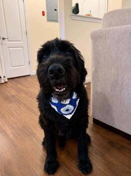 Berrylicious -  Giant Schnauzer Dog for Adoption in Wayne, New Jersey - Berrylicious | PetCurious