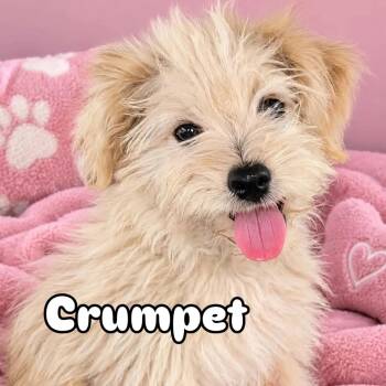 Crumpet -  Poodle and Chihuahua Dog for Adoption in Kingsburg, California - Crumpet | PetCurious