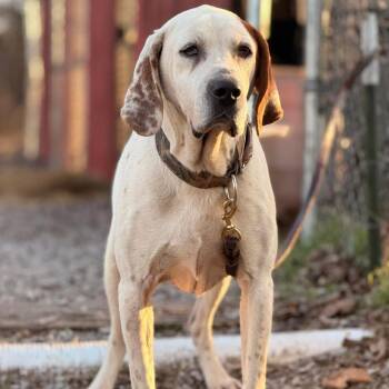 Coonhound Dogs Available for Adoption - Red | PetCurious