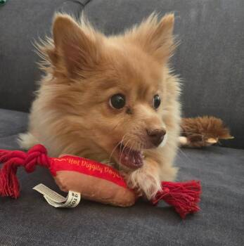 MINI -  Pomeranian Dog for Adoption - MINI | PetCurious
