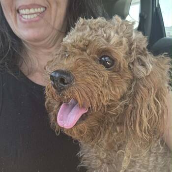 Philly -  Cavalier King Charles Spaniel and Poodle Dog for Adoption in Houston, Texas - Philly | PetCurious