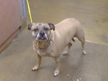 MITIZE -  Pug and Mixed Breed Dog for Adoption in Sacramento, California - MITIZE | PetCurious