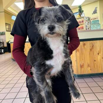 Gold Post F NV -  Terrier Dog for Adoption in Las Vegas, Nevada - Gold Post F NV | PetCurious