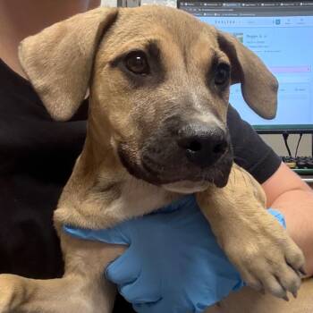Scooby-Doo -  Mixed Breed Dog for Adoption in Yuma, Arizona - Scooby-Doo | PetCurious