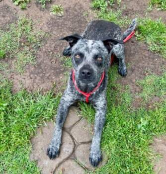 Australian Cattle Dog Blue Heeler and Pit Bull Terrier Dogs Available for Adoption in Tulsa, Oklahoma - PEELER | PetCurious