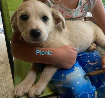 Picnic -  Labrador Retriever and Great Pyrenees Dog for Adoption in Vancouver, Washington - Picnic | PetCurious