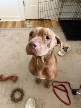 Mixed Breed Dogs Available for Adoption in Chamblee, Georgia - Zita - IN FOSTER | PetCurious