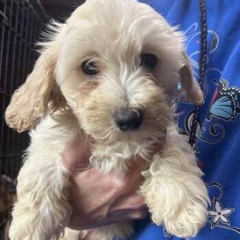 Maltipoo Dogs Available for Adoption in Vacaville, California - ASTER | PetCurious