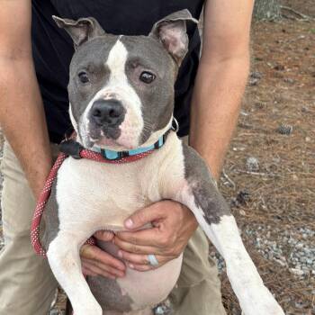 Bella, a doll everyone loves, she was left at the shelter with h -  Pit Bull Terrier Dog for Adoption in Charlottesville, Virginia - Bella, A Doll Everyone Loves, She Was Left At The Shelter With H | PetCurious
