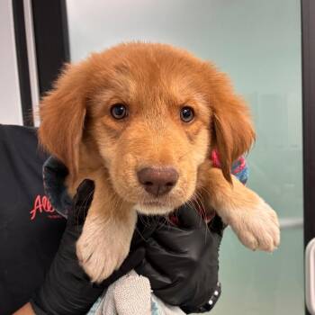 Zuko -  Great Pyrenees and Mixed Breed Dog for Adoption in Abilene, Texas - Zuko | PetCurious