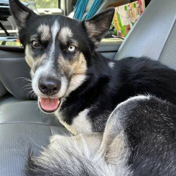 River -  Husky Dog for Adoption in Greensboro, North Carolina - River | PetCurious