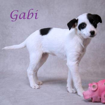 Cattle Dog Dogs Available for Adoption in Lebanon, Tennessee - Gabi D26-102 | PetCurious