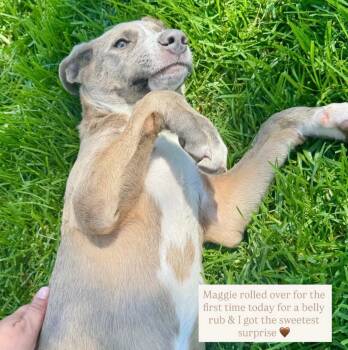 Maggie -  American Staffordshire Terrier Dog for Adoption in Norco, California - Maggie | PetCurious
