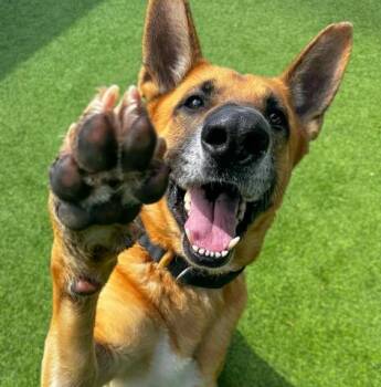 Rescue German Shepherd Dog Dogs for Adoption in Camarillo, California - BOSS | PetCurious