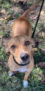 Cedar -  Mixed Breed Dog for Adoption in New Albany, Indiana - Cedar | PetCurious