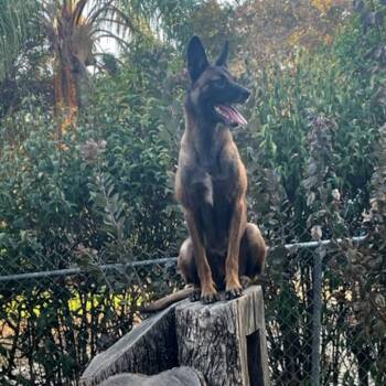 Rescue Belgian Shepherd Malinois and Dutch Shepherd Dogs for Adoption in Redlands, California - Coco | PetCurious