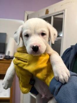 Mixed Breed Dogs Available for Adoption in West Chester, Pennsylvania - Noah | PetCurious