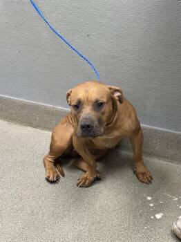 JAZLYN -  Pit Bull Terrier Dog for Adoption in Las Vegas, Nevada - JAZLYN | PetCurious