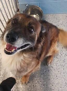 Andy -  Mixed Breed Dog for Adoption in Benson, Arizona - Andy | PetCurious