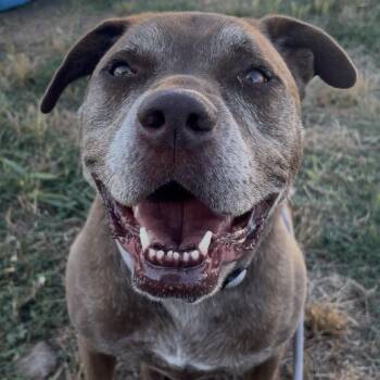 DRAKO -  Labrador Retriever Dog for Adoption in Chico, California - DRAKO | PetCurious