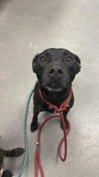 RALPH -  Labrador Retriever and Mixed Breed Dog for Adoption in Corpus Christi, Texas - RALPH | PetCurious