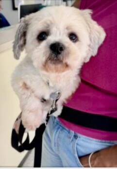 Callie -  Shih Tzu Dog for Adoption in Norfolk, Virginia - Callie | PetCurious
