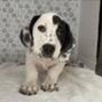 Joy -  Mixed Breed Dog for Adoption in Tampa, Florida - Joy | PetCurious