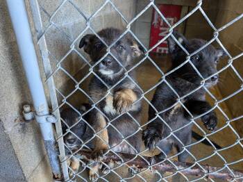 German Shepherd Dog and Border Collie Dogs Available for Adoption in Hermiston, Oregon - German Shepherd Puppies  | PetCurious