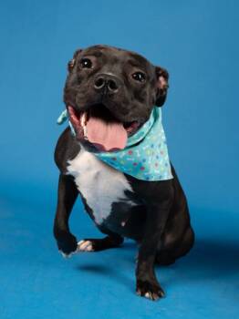 Springy -  Mixed Breed Dog for Adoption in Atlanta, Georgia - Springy | PetCurious