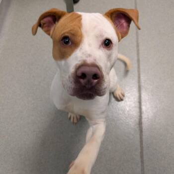 Fletcher -  Mixed Breed Dog for Adoption in New Castle, Delaware - Fletcher | PetCurious