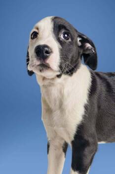 Wynette -  Labrador Retriever Dog for Adoption in Wolcott, Connecticut - Wynette | PetCurious