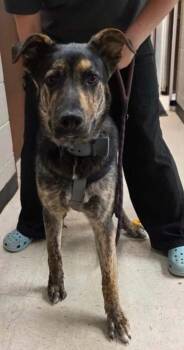 Chivo -  German Shepherd Dog and Mixed Breed Dog for Adoption in Rock Springs, Wyoming - Chivo | PetCurious