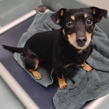 TOBY -  Chihuahua Dog for Adoption in Pleasanton, California - TOBY | PetCurious