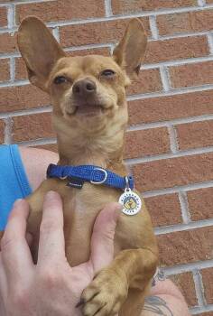 Itzel -  Terrier Dog for Adoption in Candler, North Carolina - Itzel | PetCurious