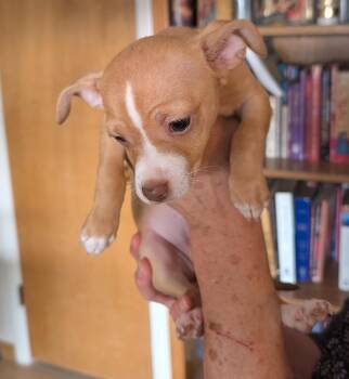 Chihuahua Dogs Available for Adoption in Albuquerque, New Mexico - Camille - PUPPY | PetCurious