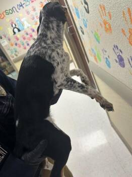 Mixed Breed Dogs Available for Adoption - Deborah | PetCurious