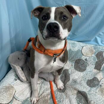 Ignatius -  Hound and Mixed Breed Dog for Adoption in Freeport, Florida - Ignatius | PetCurious
