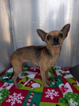 BUNNY -  Chihuahua Dog for Adoption in San Antonio, Texas - BUNNY | PetCurious
