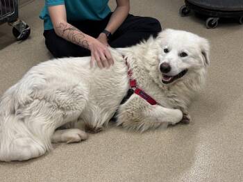 Great Pyrenees and Mixed Breed Dogs Available for Adoption - PIERCE MCGEE | PetCurious