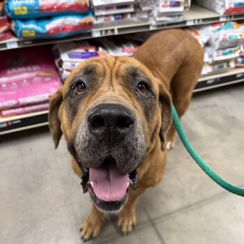 Fancy Feast Kitten -  Cane Corso and Mastiff Dog for Adoption in Columbia, South Carolina - Fancy Feast Kitten | PetCurious