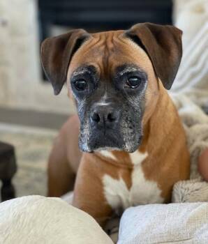 Cali III - Silver Heart -  Boxer Dog for Adoption in Hewitt, Texas - Cali III - Silver Heart | PetCurious